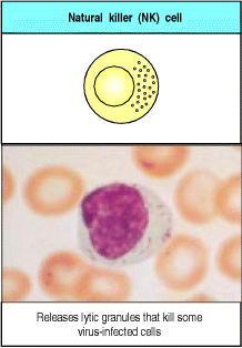 T CD4+ = helper ou auxiliares Ajudam B a produzir anticorpos Fagócitos a destruir micróbios fagocitados T CD8+ = citotóxicos ou citolíticos