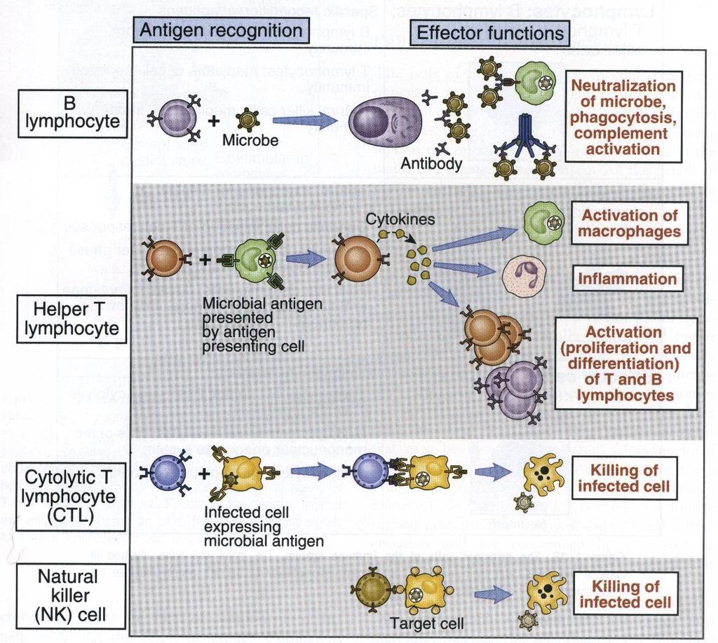 Células Apresentadoras de Antígenos ou Antigen Presenting Cells -APCs Portas de entrada para micróbios a pele, área gastrointestinal e