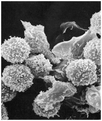 saudáveis Fagocitose Apresentação de antígenos Macrófago +