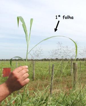 Forrageira Grau de exigência Concentração foliar (g/kg) Quantidade extraída (kg/t) Nível crítico (g/kg) Colonião Muito exigente 1,0-3,0 1,9 1,13-1,36 Tifton Muito exigente