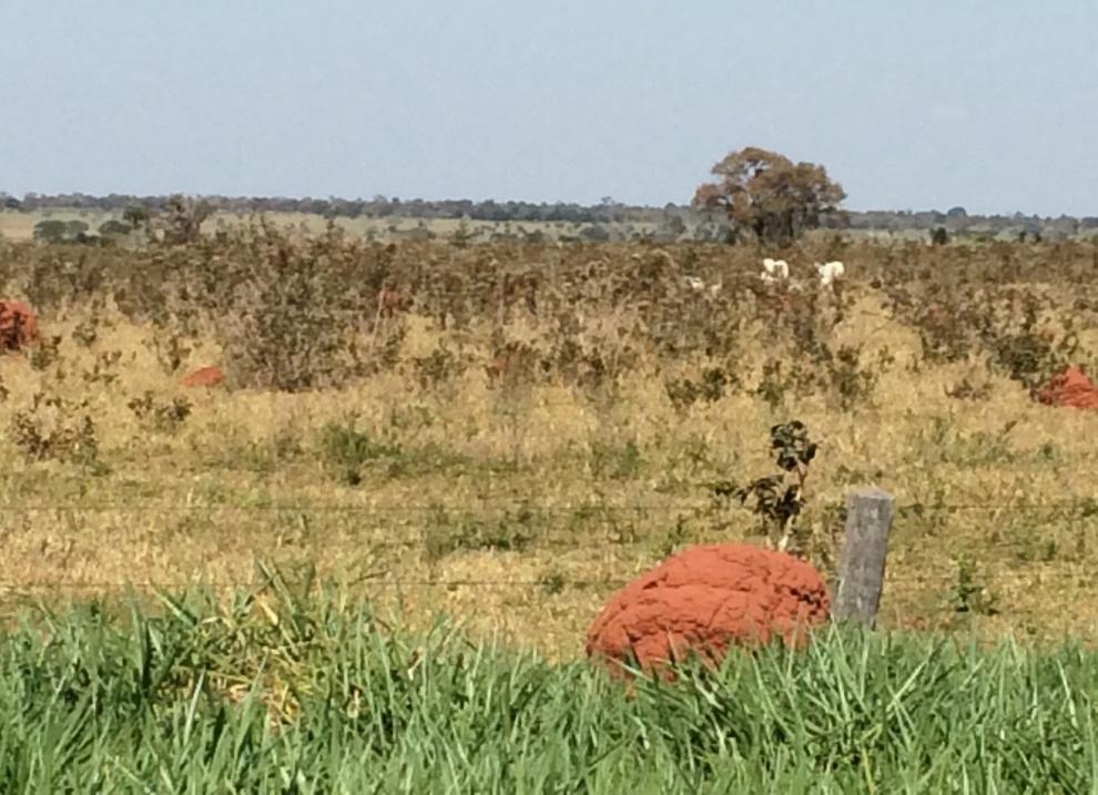 O pecuarista tem dificuldade em mensurar o retorno econômico do fertilizante aplicado 4.