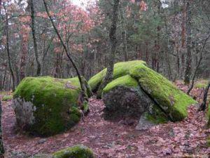 Musgos sobre rocha em floresta, mantendo a humidade próximo ao solo.