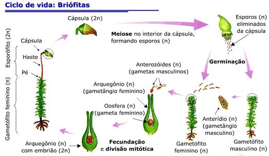 Diversidade e Importância Ecológica As briófitas são vegetais muito importantes evolutivamente.