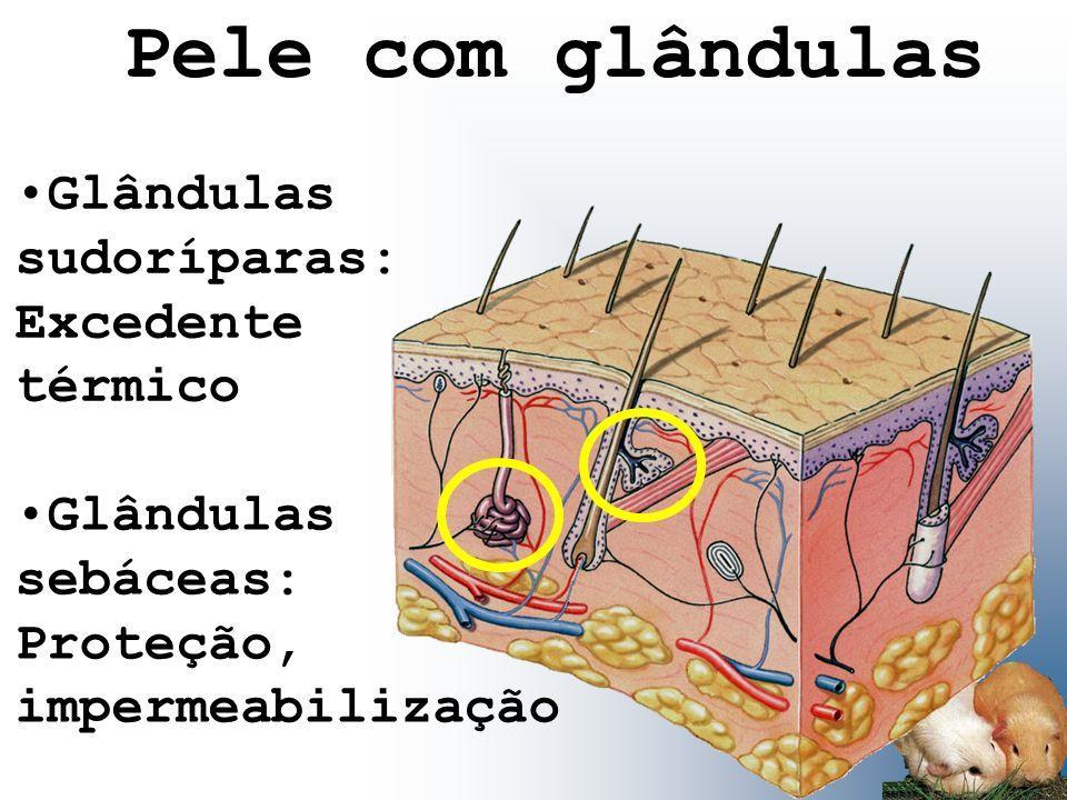 Desenvolvidas e funcionais apenas nas fêmeas.