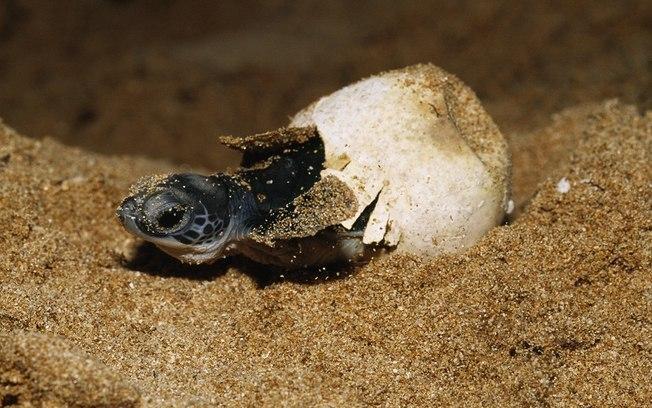 Ocorre também a maior tartaruga