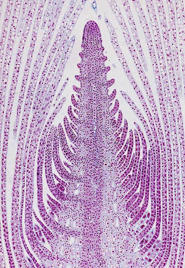 MERISTEMAS PRIMÁRIOS E SECUNDÁRIOS Classificação: Meristemas primários