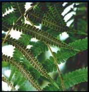 vasos lenhosos (ou xilema). A planta é organizada em raiz, caule (tipo rizoma) e folhas.
