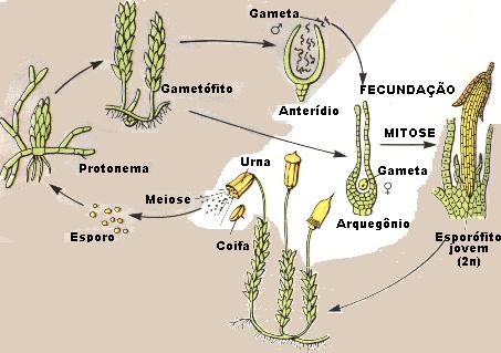 BRIÓFITAS ALTERNÃNCIA DE GERAÇÕES EM MUSGO http://iris.cnice.