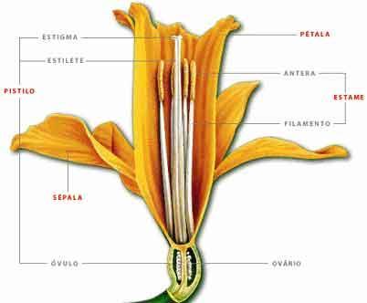Flor de Angiosperma típica http://www.