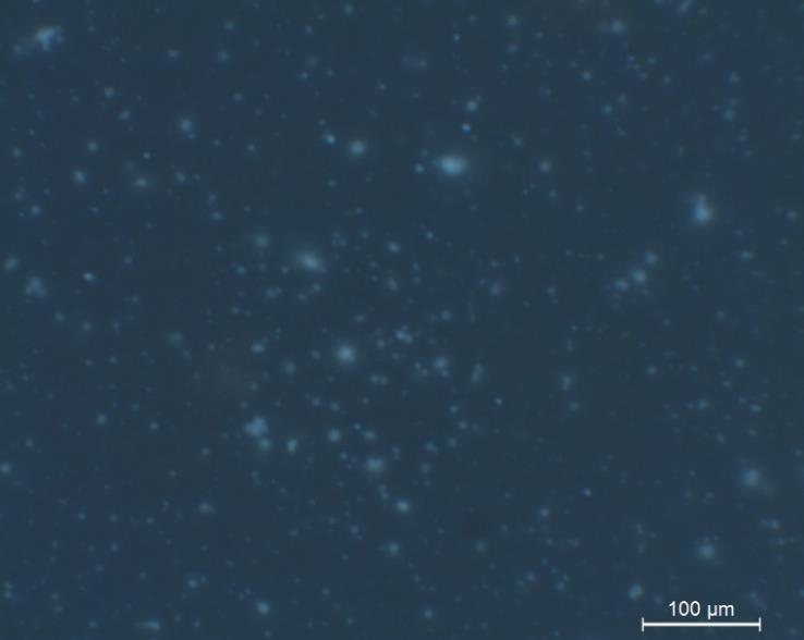 Análise e Discussão dos Resultados Figura 4.17: Microscopia de florescência do betume com 5% de polímero PEAD Figura 4.18: Microscopia de florescência do betume com 4% de EVA e 2% de PEAD 4.3.
