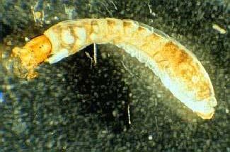 - as larvas não possuem pernas, embora possam ter uma projeção única em forma de tubo, chamada de proleg (falsa-perna), próxima da cabeça; - corpo membranoso e mole; - cabeça