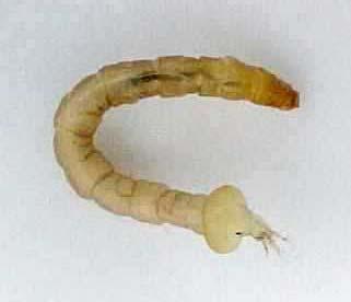 jpg ORDEM COLEOPTERA As larvas possuem grande variedade na forma, com o corpo variando de uma forma cilíndrica e alongada
