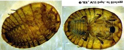 Figura 13- Família Psephenidae. Fonte: www.wlu.