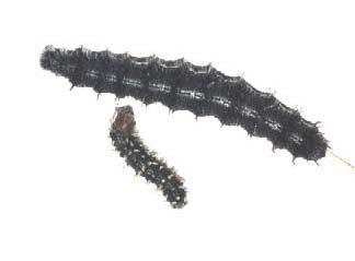 ORDEM LEPIDOPTERA As larvas têm formato mais ou menos cilíndrico, e variam de 3 a 75 mm quando estão maduras.
