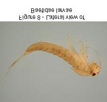 cada perna. OBS: as ninfas podem ser bastante achatadas ou mais cilíndricas. Os adultos são terrestres. Figura 1- Família Leptophlebidae.