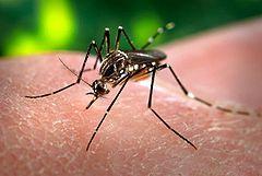 Mosquito Aedes aegypti Reino Filo Classe Ordem Família Género