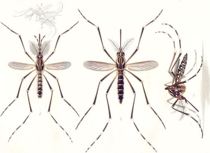 Aedes aegypti na Madeira Macho Fêmea Em 2005 O