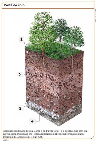 QUESTÃO 7 (CM 2016) ANALISE a imagem ao lado. a) Com base na imagem, CARACTERIZE cada camada do solo.