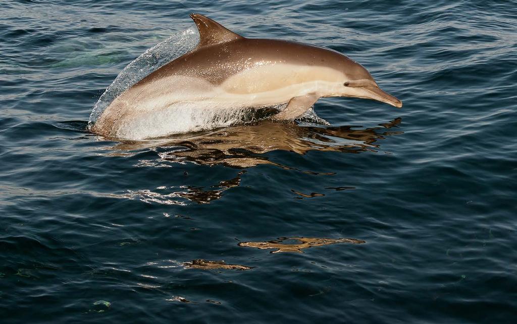 Encontros muito especiais em mergulhos com golfinhos nariz-de-garrafa (Tursiops truncatus) em Roatan e