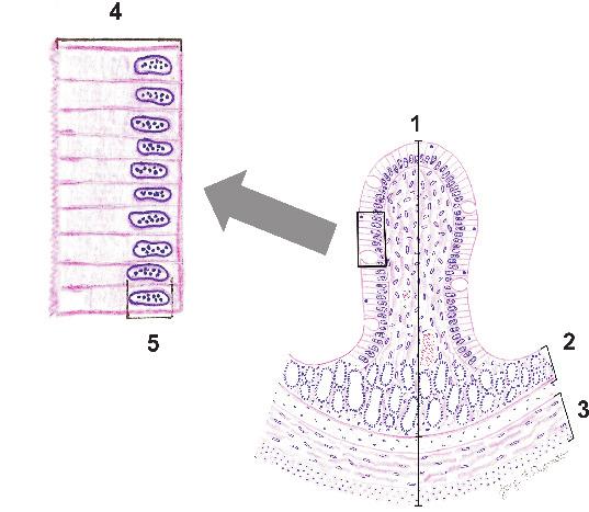 Análise morfométrica da parede intestinal... AZEVEDO et al.