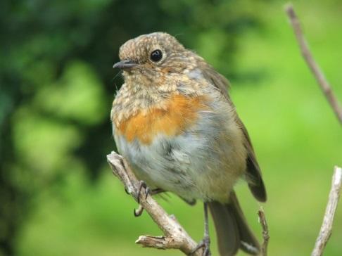 Indicadores Indicadores de Biodiversidade