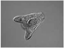 b) todos os moluscos possuem uma estrutura chamada rádula, que é formada por vários dentes de quitina, os quais servem para raspar o substrato para obtenção de alimentos.