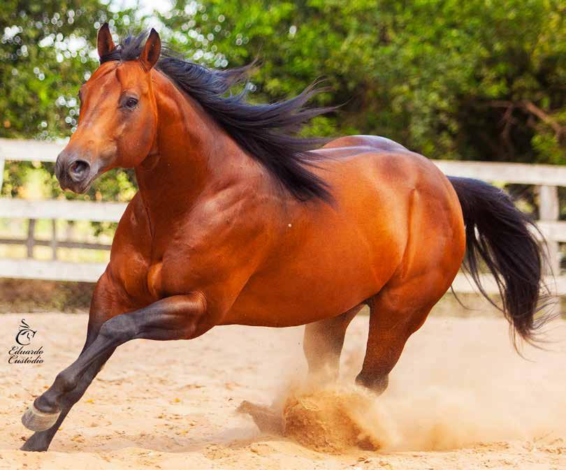 O objetivo sempre foi disponibilizar o melhor para as modalidades de corrida, tambor e vaquejada. E a criação do Bahia Race Show foi o grande momento do grupo.