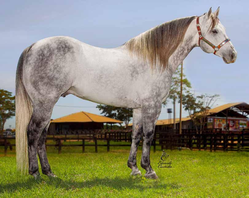 SIX FOR TEARS ONLY GALLANTS JAGS HOPE WILD MABLE MACHO 15/01/2009 TORDILHO VENDEDOR: HARAS PORTO BRASIL GARANHÃO GANHADOR DE VÁRIAS VAQUEJADAS.