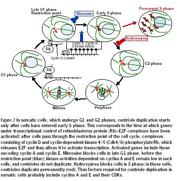 Duplicação dos centríolos ocorre durante a fase S, sendo coordenada com a replicação do DNA Em células somáticas, os centríolos duplicam apenas durante a fase S.