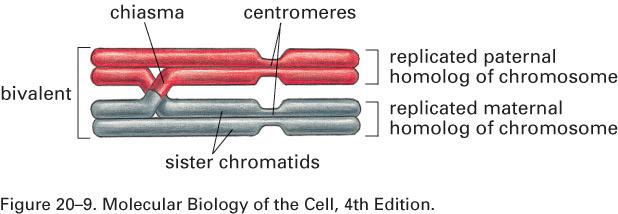 Cromossomos homólogos pareados (um bivalente) na transição para metáfase O quiasma, estrutura de troca de