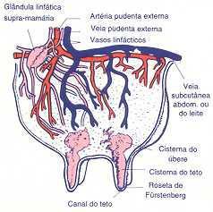 A glândula mamária VASOS SANGUÍNEOS E NERVOS Fortemente irrigado