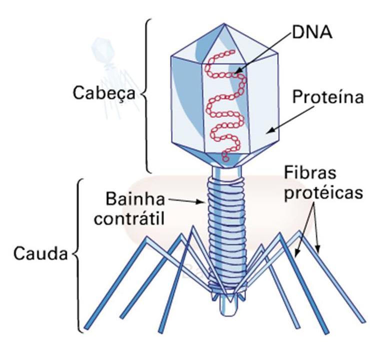VÍRUS COMPLEXOS Bacteriófagos: Também chamados de fagos que