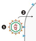 ETAPAS BÁSICAS: REPRODUÇÃO 1. Adsorção: Interação entre a célula e o vírus (receptores na membrana da célula). 2.