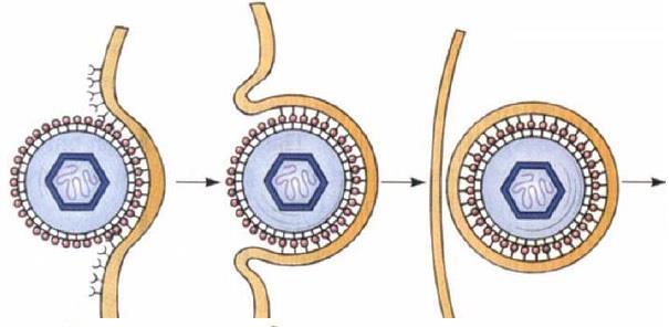membrana Endocitose: Englobados