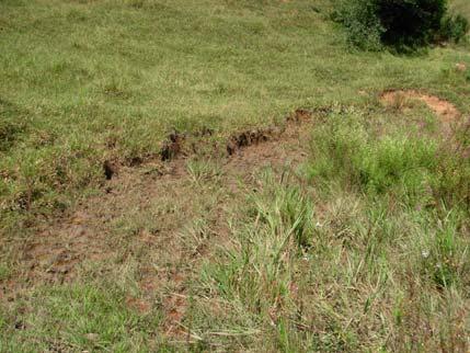 Fonte de propágulo: a 300 m Tamanho da fonte: 262,5 ha