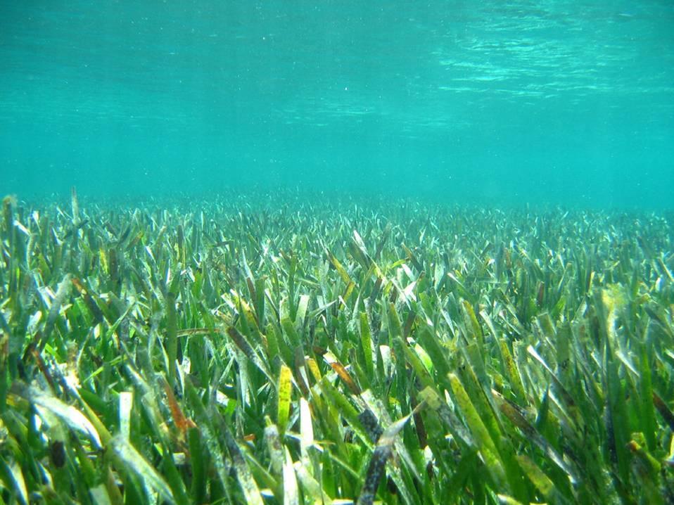 Goals of a seagrass dissemination strategy: Quem conhece as ervas marinhas?