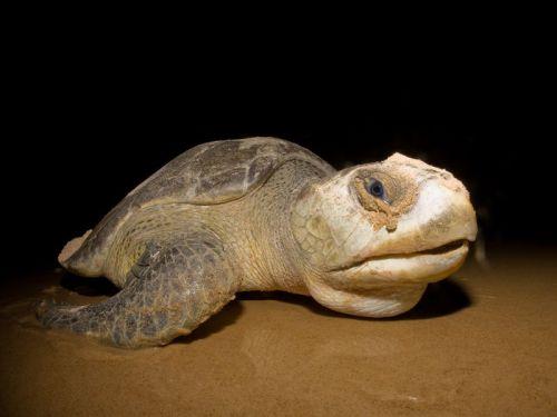 Figura 5.7-4: Tartaruga-oliva. TAMAR (2007). Dermochelys coriacea, é conhecida como tartaruga-de-couro (Figura 5.