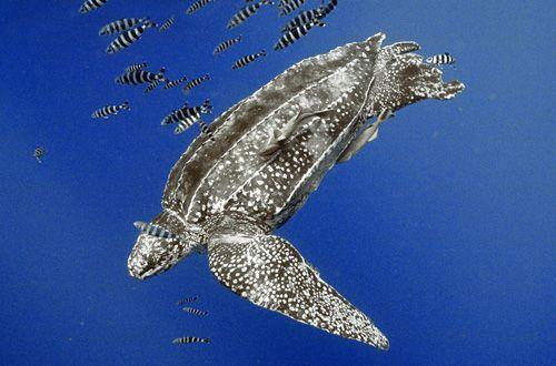 É representante única de sua família sendo a maior das espécies de tartarugas marinhas. Há registro desta espécie para todo o litoral brasileiro.