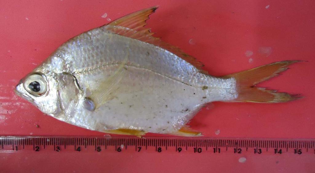 Peixe Prata Diapterus rhombeus