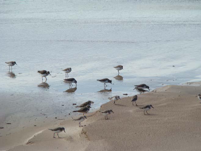 aves encontradas na ilha do Maranhão.