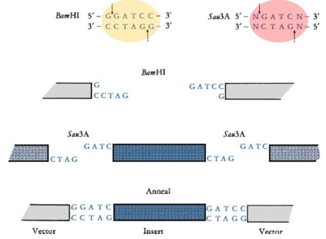 Os fragmentos de DNA genômico de interesse gerados são inseridos no vetor Se BamHI foi utilizada na digestão