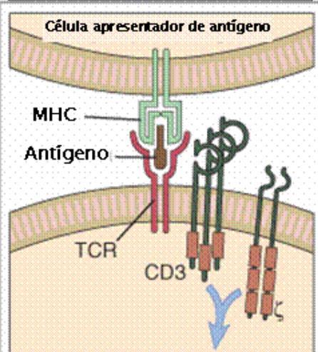 Ontogenia de linfócito T TCR e CD3 TCR - Responsáveis pelo reconhecimento do MHC CD3- responsável pela