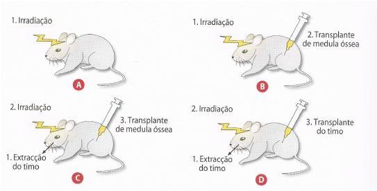 5 - Quatro lotes de ratos jovens foram sujeitos a radiação com o objectivo de matar as células em multiplicação, nomeadamente as células da medula óssea.