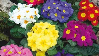 cm Primavera Primula acaulis as 5 a 5 (1) as suas cores