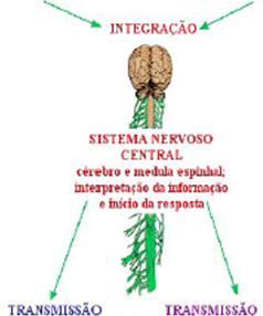 pdf acessado em 9/3/2013> As respostas a um estímulo envolvem 4 processos: Recepção da energia