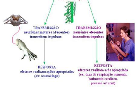 Transmissão do impulso elétrico: feita de um neurônio para outro, ou de um neurônio para um