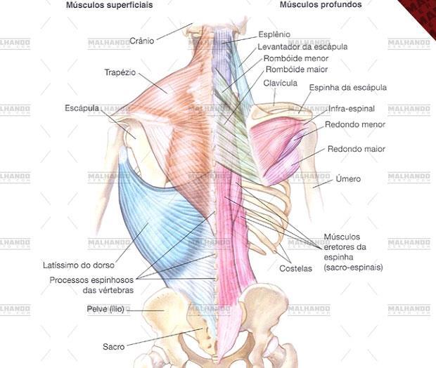 A coluna é sustentada por diversos músculos para ficar na posição vertical.