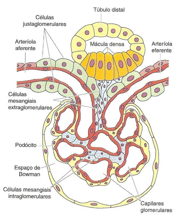 Aparelho justaglomerular Mácula densa: Sensível ao conteúdo iônico e ao volume de água no fluido tubular, produzindo moléculas