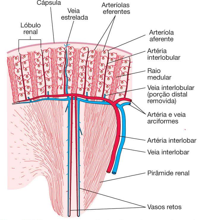 Circulação sanguínea Artéria renal Artérias interlobares Artérias anciformes Artérias interlobulares Arteríolas