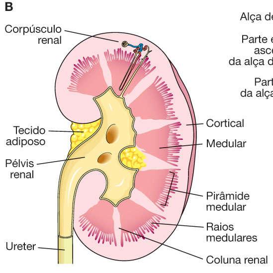 Cálices menores e maiores Túbulo urinífero